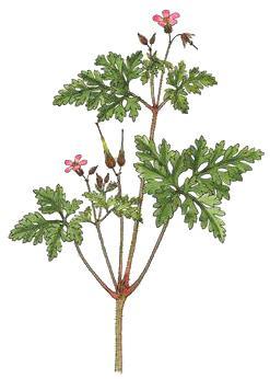 Storchenschnabel Geranium robertianum Die Inhaltsstoffe der Pflanze wirken blutstillend und unterstützen bei schlecht heilenden Wunden. Ein Schluck Storchenschnabelwasser hilft bei Durchfall.