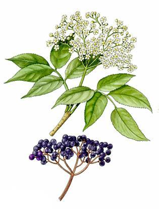 Holunder Sambucus nigra Die wohl bekannteste Verwendung von Holunder ist der Sirup aus den Blüten. Auch aus den Beeren lassen sich leckere Dinge wie Kuchen, Konfi oder Saft zubereiten.