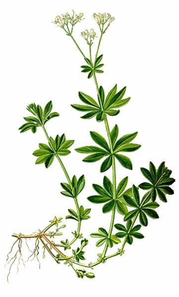 Waldmeister Galium odoratum Im Mai und Juni, wenn der Waldmeister blüht, schmeckt er besonders gut in einer erfrischenden Bowle. Waldmeistertee ist beruhigend und hilft beim Einschlafen.