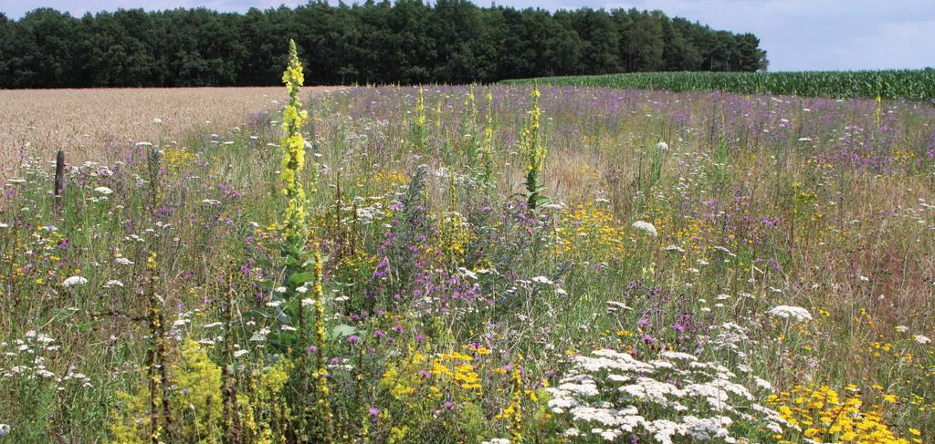 Mehrjährige Blühstreifen Kräuterreiche, mehrjährige Blühstreifen/-flächen fördern die Biodiversität in der Agrarlandschaft.