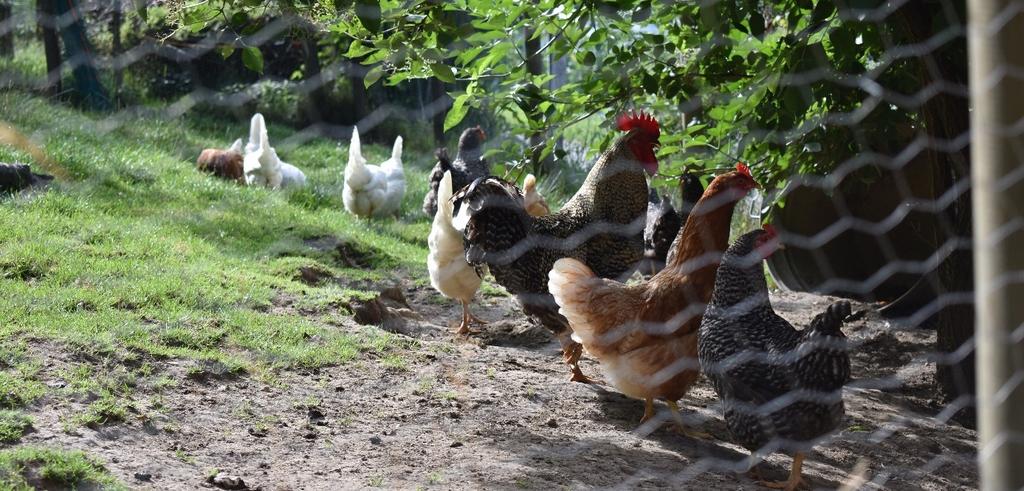 Für die Futterplätze und Tränken müssen folgende Abmessungen eingehalten werden: mindestens 3 cm pro Huhn bei runden Futtertrögen; mindestens 16 cm pro Huhn bei geraden Futtertrögen; mindestens 1,5