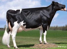 Steinaer Pfad Holsteins 38 Yelena DE 06 661 88938 ET geb. 25.11.