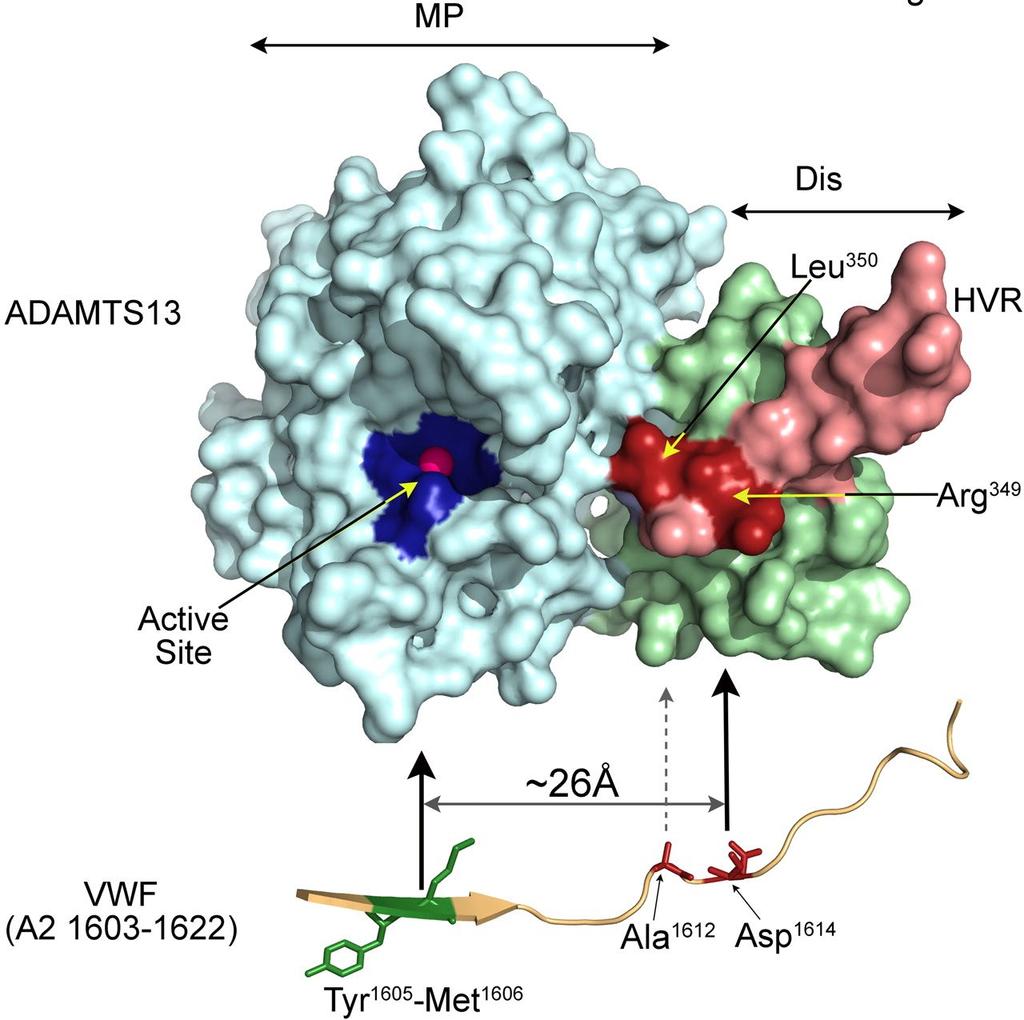 ADAMTS13 A Disintegrin And Metalloprotease with a Thrombo Spondin type 1 motif, member 13 2 Möglichkeiten der ADAMTS13 Defizienz Erworbene Form der TTP atpp Autoimmune