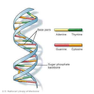 Einleitung Abbildung : DNA-Struktur Dieser Seminarvortrag gibt eine Einführung in die Modellierung von DNA-Sequenzen auf Basis von Statistical Methods in Bioinformatics: An Introduction Ewans, Grant,