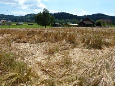 Resultate am Liebegger Standort (Gränichen AG) Ein guter Gerstenstandort für ÖLN Anbau: Die starken Niederschläge im Sommer und das hohe N-Nachliferungspotential im Boden führten am Liebegger