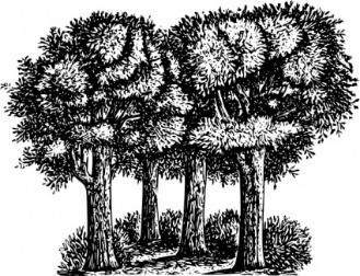 W3 Im Lampertheimer Wald werden regelmäßig neue Bäume angepflanzt. a. Der Förster misst jährlich die Höhe dieser Bäume und trägt sie in eine Tabelle ein.