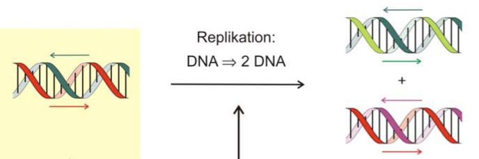 Vererbung und Replikation Vererbungsverfahren: Fehlerloses Kopieren der DNA, d.h. der langen Ketten von Polynukleotiden.
