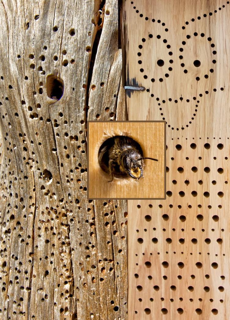 Verlassene Fraßgänge von Käferlarven im Totholz: der Prototyp unserer Insektennisthilfen. Die großen, gelb markierten Gänge stammen von den sehr großen Bockkäferlarven.