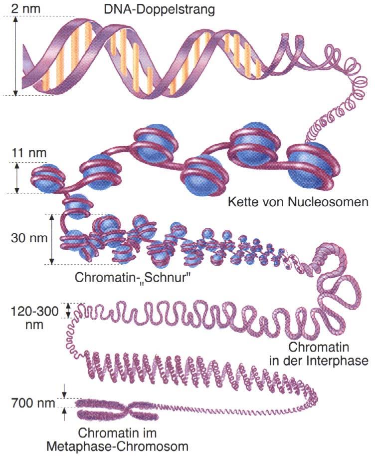 Chromosomen Im Zellkern lassen sich Partikel nachweisen, die sich mit basischen Farbstoffen
