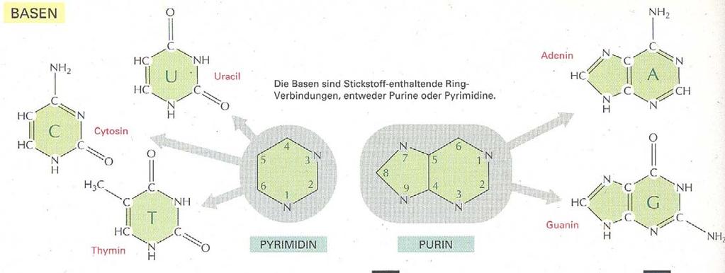 Pyrimidin- und Purinbasen Die verschiedenen in den Nucleotiden vorkommenden Basen leiten sich formal von Pyrimidin resp.
