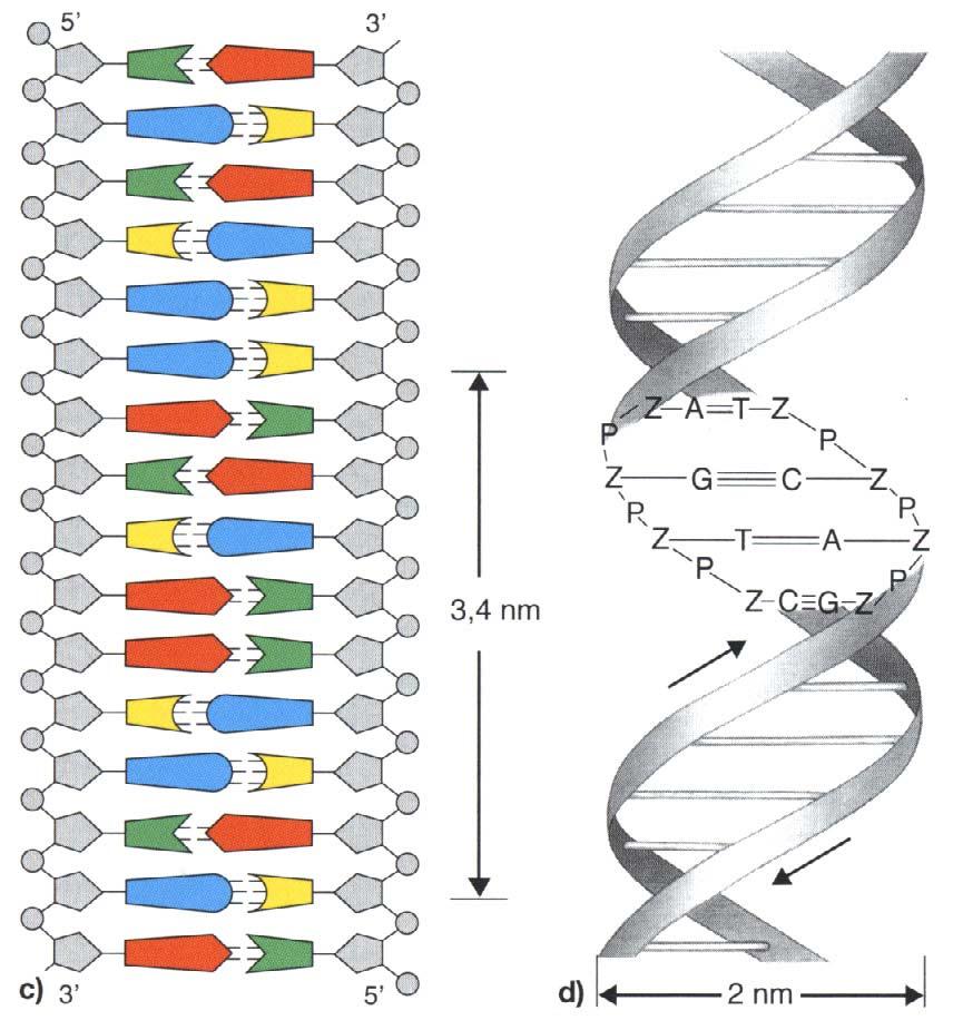 DNA-Doppelhelix (Forts.