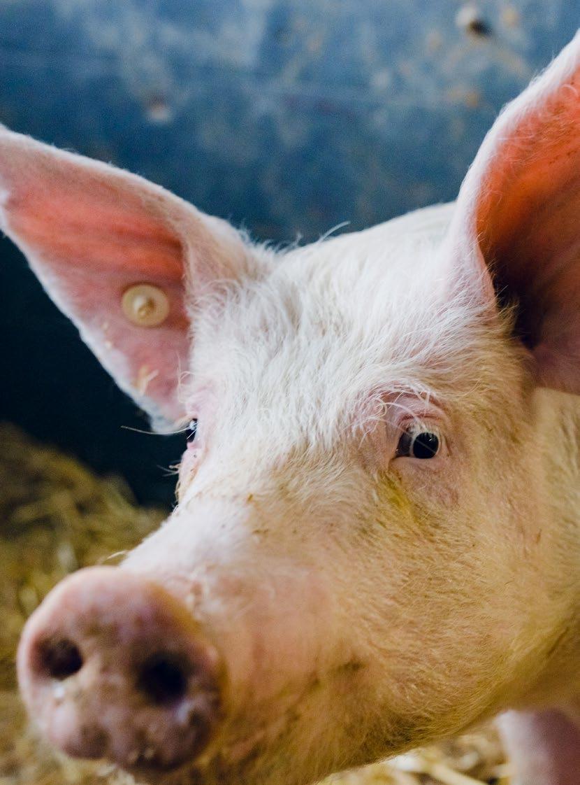 Quiek and dirty Satt und zufrieden: Bio-Schweine dürfen fleißig im Mist wühlen.