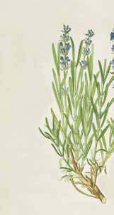 Lavendel Lavandula angustifolia In einem herrlich duftenden Kräutergarten darf der La ven del nicht fehlen.