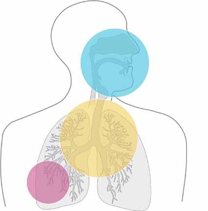 Atemwege und Lungengängigkeit von Stäuben Nasenschleimhäute, Rachen und Kehlkopf Nasen-, Rachen- und Kehlkopfstaub > 9 µm