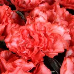 ab Anfang Dezember Christine Siena Glänzendes Blatt mit roten Blüten