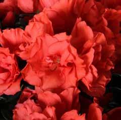 Christine Magic Glänzendes Blatt mit geflammten, zweifarbigen Blüten