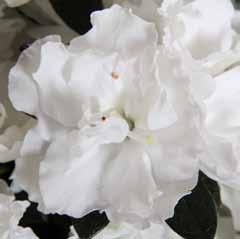 Christine Belli Dunkles, glänzendes Blatt mit reinweißen Blüten mit