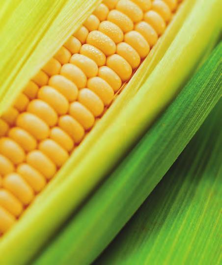 Nur unkrautfreier Mais bringt Ertrag Adengo bis zum 3-Blattstadium des Maises mit starker Boden- und Blattwirkung.