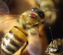 Die drei Grundbedürfnisse eines Honigbienenvolkes sind Nahrung (Nektar und Pollen), ein geschützter Raum als Niststätte und eine sichere Umgebung.