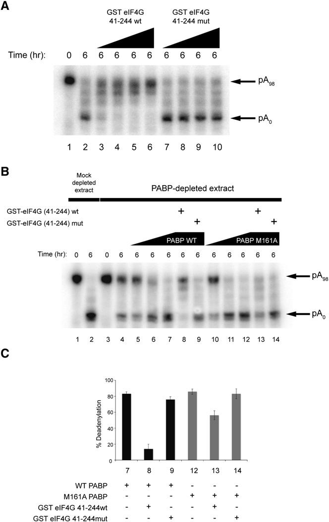Molecular Cell MicroRNA-Induced Deadenylation by CAF1 in Mammals (Figure 6B), only the C-terminal fragment, DN1370, encompassing residues 1370 1690, pulled down endogenous PABP (Figure 6B, lane 8).
