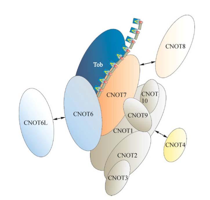 Introduction CNOT6 and CNOT6L are the human orthologs of yeast Ccr4p and belong to the exonuclease-endonuclease-phosphatase (EEP) family (Bartlam and Yamamoto, 2010).