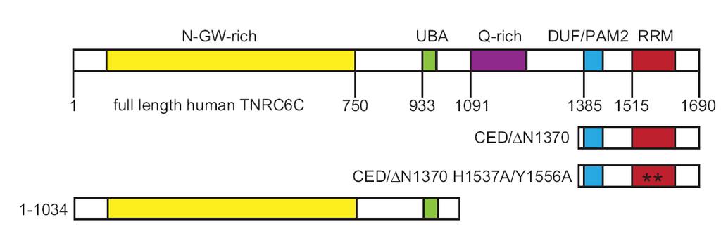 Results RL-5BoxB reporter mrnas isolated from cells expressing TNRC6C or the CED fragment fused to the phage N peptide (NHA-TNRC6C or NHA- N1370) showed an increased mobility in an agarose gel when