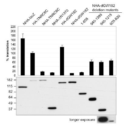 Results A B Figure 2.4: Effect of tethering of DmGW182 and its deletion mutants on activity of RL- 5BoxB reporter in human cells.