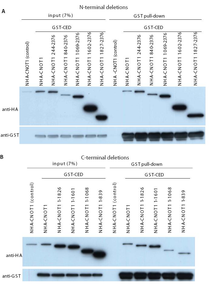 Results Figure 2.7: A C-terminal fragment of CNOT1 is sufficient to interact with the TNRC6C CED in HEK293 cell extracts.