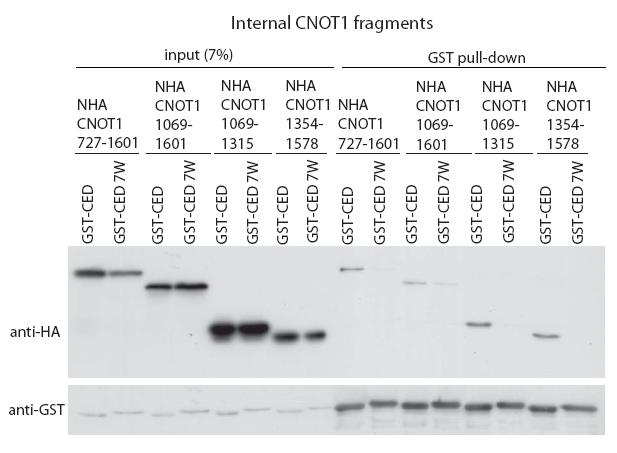 Results Figure 2.10: The interaction between the CED and NHA-tagged fragments of CNOT1 depends on the tryptophan residues in the CED.
