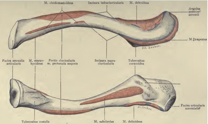 Abbildung 1.2: Anatomie der Clavicula [5] benutzen (Huftiere), haben keine Clavicula. Bei Katzen finden wir nur eine Extremitas acromialis. [39] Je weniger der Proc.