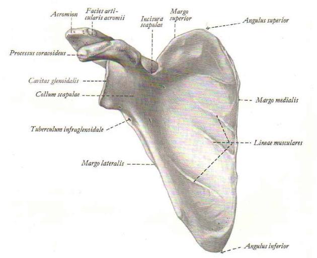 coracoideus, jedoch kann dieser von der Mohrenheim Grube (Trigonum deltoideumpectorale) in der Tiefe getastet werden.