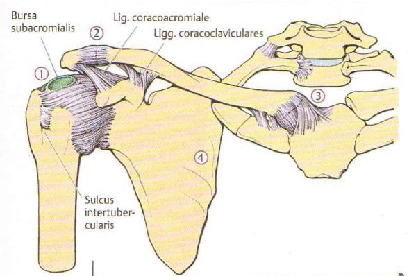 Das Schutzdach der Schulter bremst die Seit-, Vor- und Rückbewegungen des Armes und wirkt wie ein Widerstand bei einer kranialen Stauchung der Schulter, wie dies zum Beispiel bei einer Fortbewegung