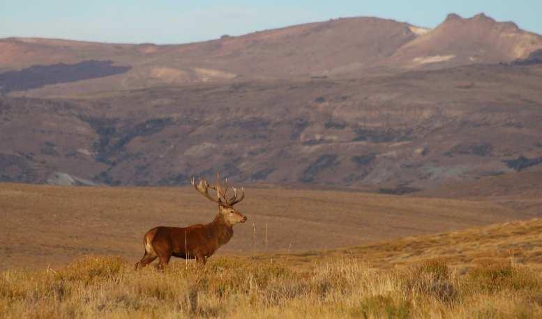 Preise 2019 Jagd- und Aufenthaltskosten: 6 Nächte / 5 Jagdtage Basis Doppelzimmer USD 3.