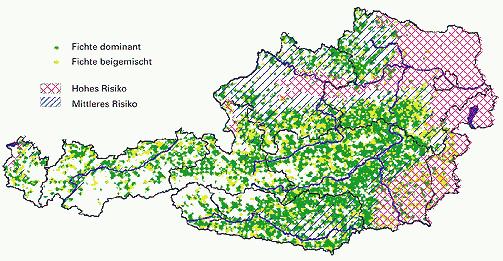 Risikogebiete für Fichte in Österreich Für die Fichte ist ein jährlicher Niederschlag von mehr als 600 mm, davon mindestens 300 350 mm in der Vegetationszeit, erforderlich.