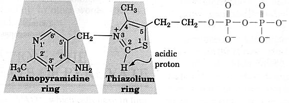 Thiaminpyrophosphat Durch den Elektronenzug des Nachbarstickstoffs (+ geladen!) ist der Thiazolkohlenstoff azide.