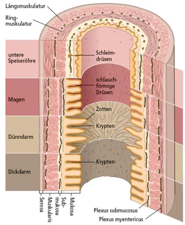 Bauchfell überzogen sind (» Peritoneum) Peritoneum viscerale (inneres Blatt) : liegt auf den Organoberflächen Peritoneum parietale (äußeres Blatt) : kleidet die Bauchwand von außen aus Adventitia: