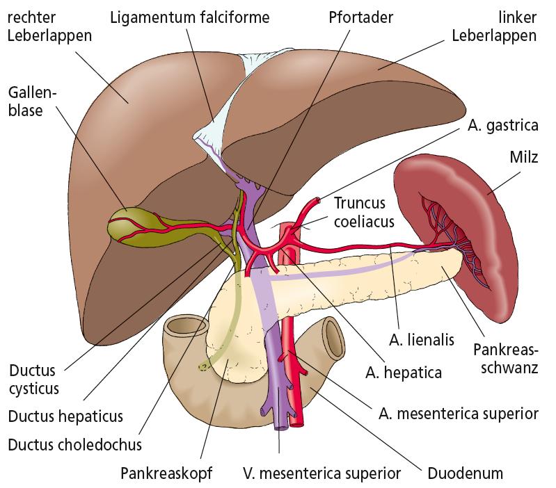 Funktionen des Dickdarms Darmflora o Aufspaltung der Ballaststoffe o Bildung von Vitamin K Resorption von Fettsäuren Resorption von Wasser Weitertransport, Speicherung und Ausscheidung des Stuhls