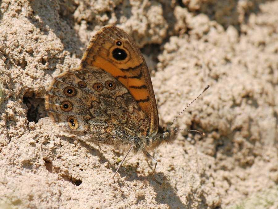 2.1 Amphibien Amphibienaktion: Der Zaun stand vom 26.2. bis 7.4. Die Zahl von 2714 gefangenen Tieren lag unter dem langjährigen Schnitt von 3193 Tieren.