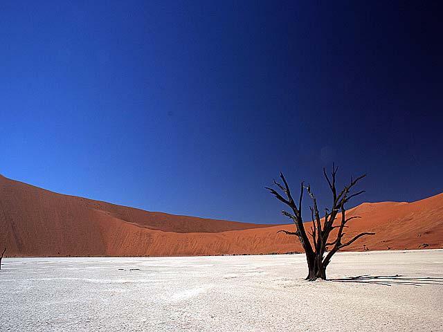 Anschließend weiter zum Sossusvlei, einer Lehmbodensenke mitten in der Wüste, in der sich nach Niederschlägen Wasser sammelt und die Wüste erblühen und
