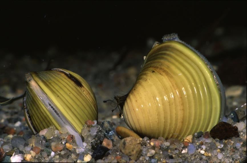 2.1.2 Aquatische Wirbellose (Makrozoobenthos) 2.1.2.1 Weichtiere (Mollusca) Muscheln (Bivalvia) Corbicula fluminea (O.F.