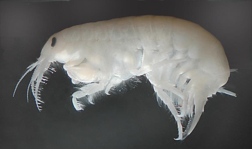 Pontogammarus robustoides (SARS, 1894) (Crustacea, Amphipoda, Gammaridae) Pontogammarus robustoides ( Foto: Frank Eiseler) Deutscher Name: kein etablierter deutscher Name Herkunft: Pontokaspis