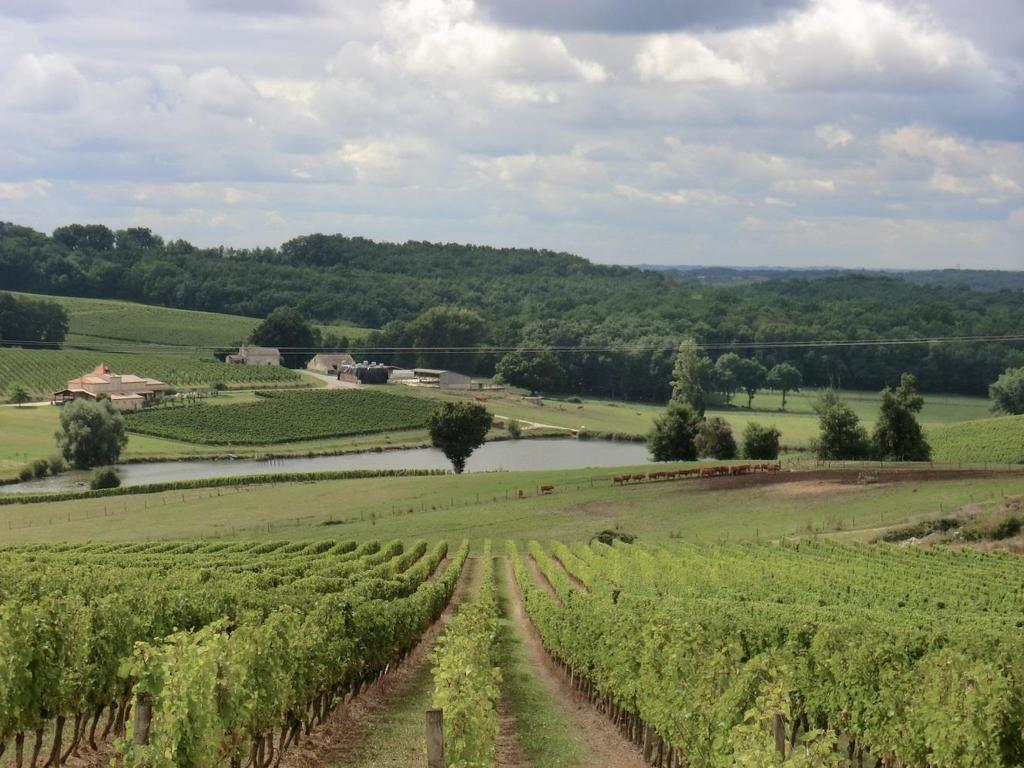 das berühmteste Rotweinbaugebiet Frankreichs: