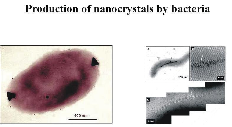 Abb. 23: Bakteriengestützte Biosynthese metallischer und oxidischer Nanopartikel. Die Synthese von Silberpartikeln innerhalb des Bakteriums Pseudomonas Stuceri AG 259 zeigt das linke Bild (T.