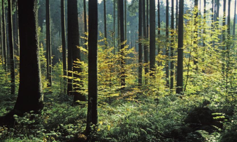 Pflege und Bewirtschaftung des Waldes in einer Hand Im Landkreis Biberach ist das Kreisforstamt Ihr kompetenter Ansprechpartner für alle Fragen rund um den Wald.