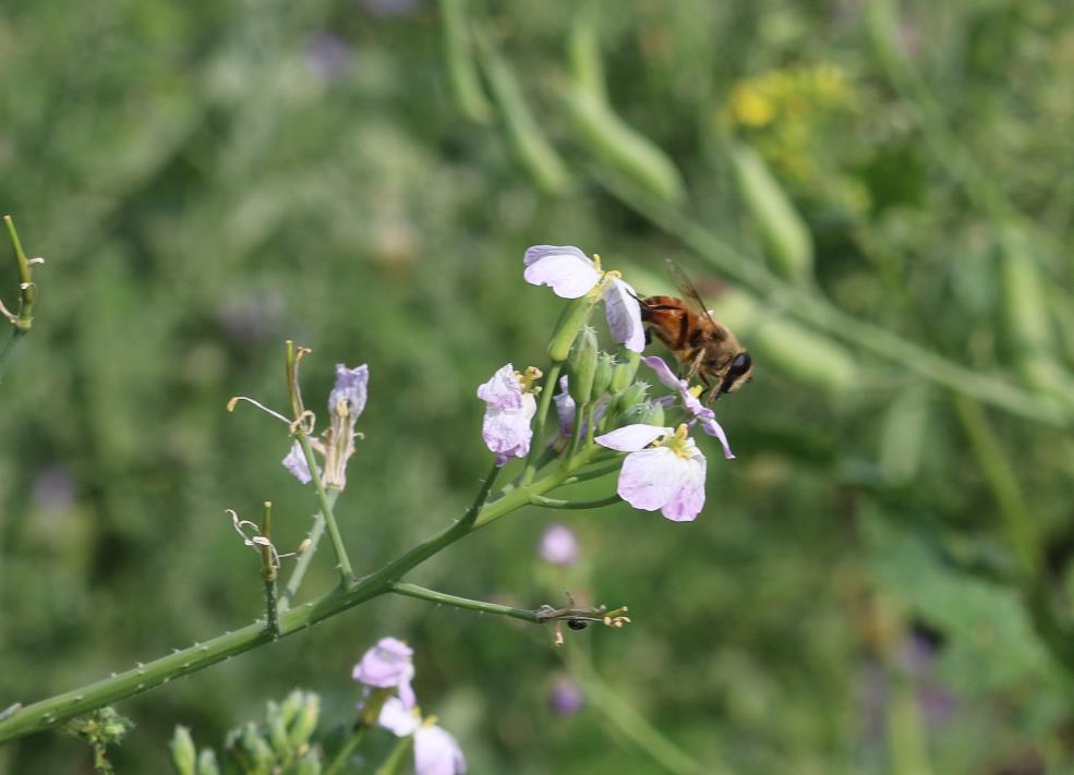 Bienen und Zwischenfrüchte: Nahrungsquelle