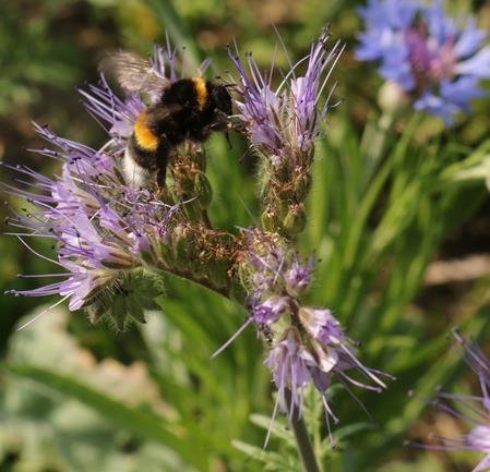 Pollen) für Bienen im Spätsommer und Frühherbst