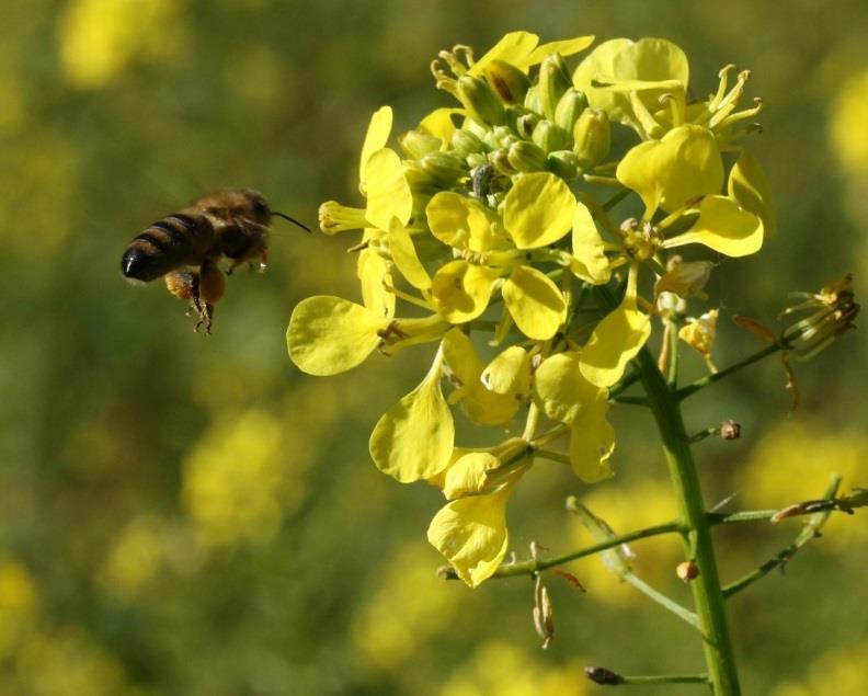 Zwischenfrüchte und Bienen: Gefahr und