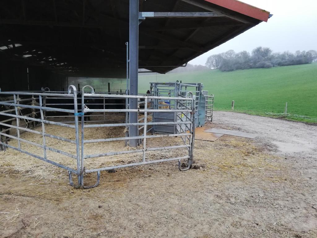 Am Laufstall wird ein Bereich abgegrenzt in den eine Gruppe von Rindern getrieben wird. Sie können durch die Falle durchlaufen.