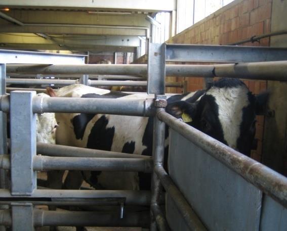 Herkömmliche Schlachtung Auf dem Betrieb Separieren der Rinder