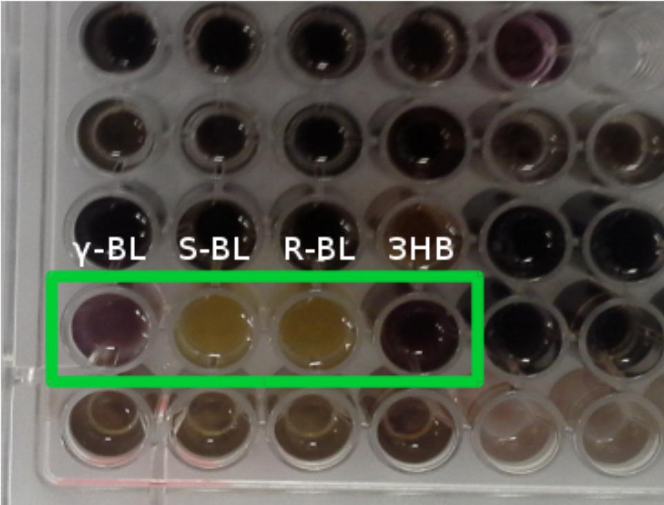 Ergebnisse: Mutagenese Klonierung und Mutagenese von PlaO1 Ausschnitt Strukturmodell: Hochdurchsatz-Nachweis (Schweppes assay) Identifizierte Ziele (rot) Arg251,